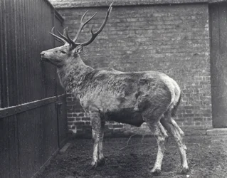 Cerf de Wallich, également connu sous le nom de Shou, cerf rouge d